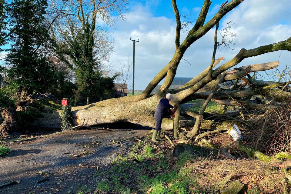 A large fallen tree in Dromore, Co Down.