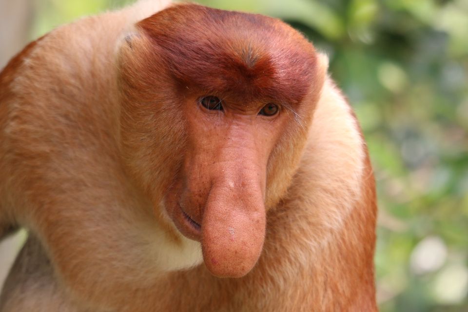 Size does matter to monkeys with big noses, say scientists |  