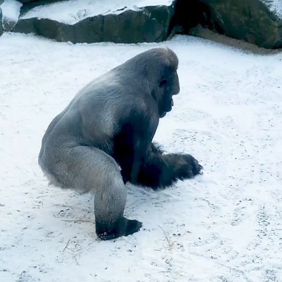 Watch Belfast Zoo closed due to snow as gorilla enjoys making