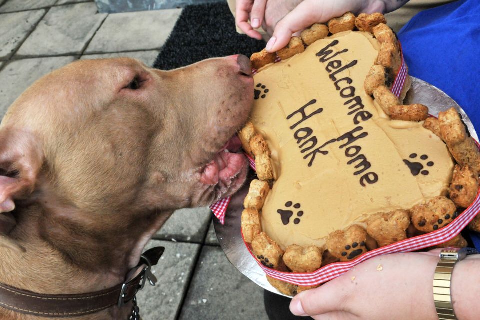 Emotional reunion for Hank and owners as judge frees pet from death row