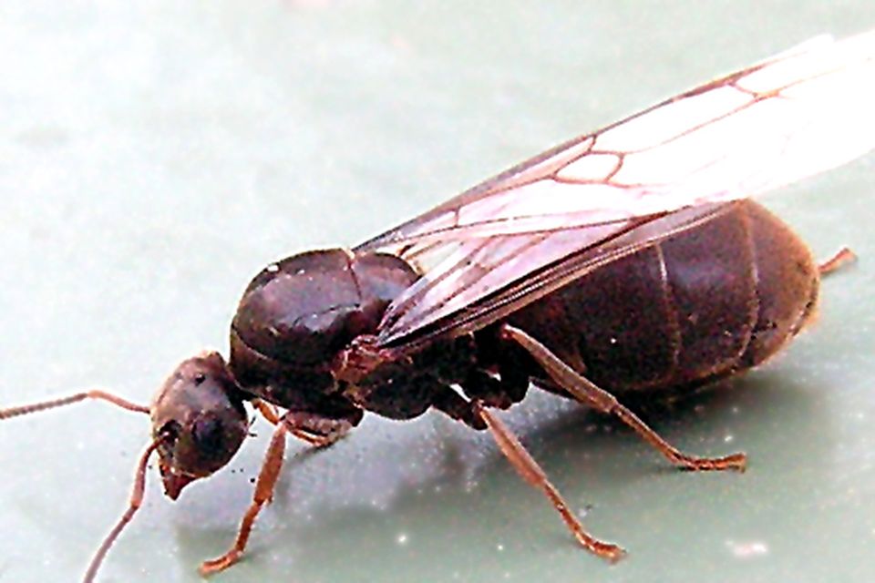 Flying ants swarming Northern Ireland gardens looking for love ...