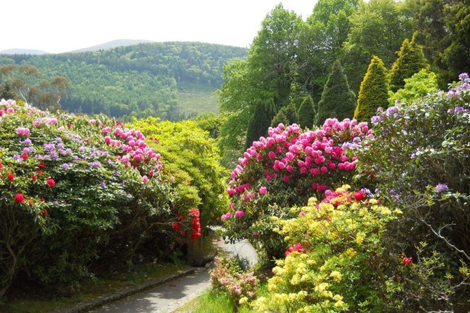 A special day when  the breathtaking rhododendrons and azaleas are in full bloom along the path from Tollymore Forest Park's Aboretum to the Shimna River. Picture by Sam Anderson