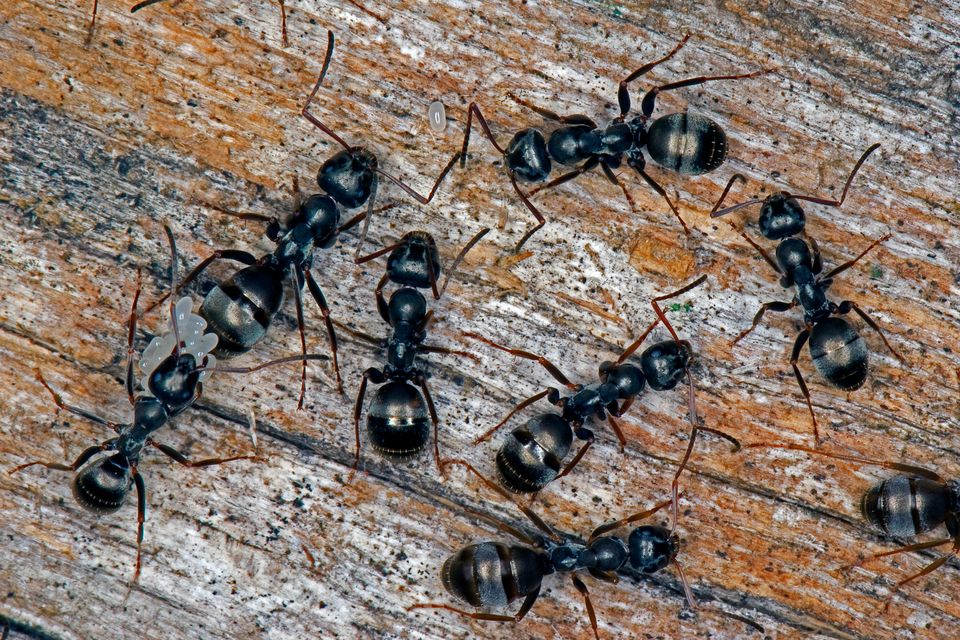 Seeing crawling insects is a common CBS hallucination (Alamy/PA)