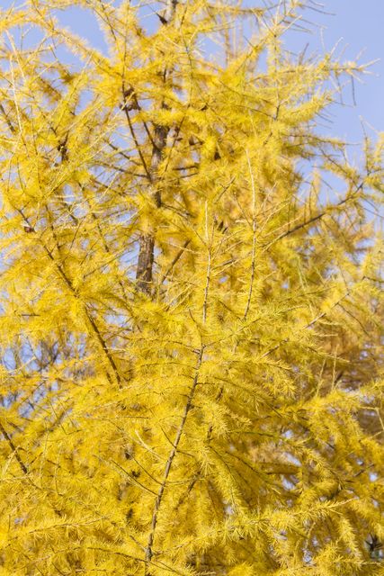 Pseudolarix amabilis 'golden larch' turns a bright golden-yellow in autumn, making it a beautiful ornamental tree. Photo: Getty