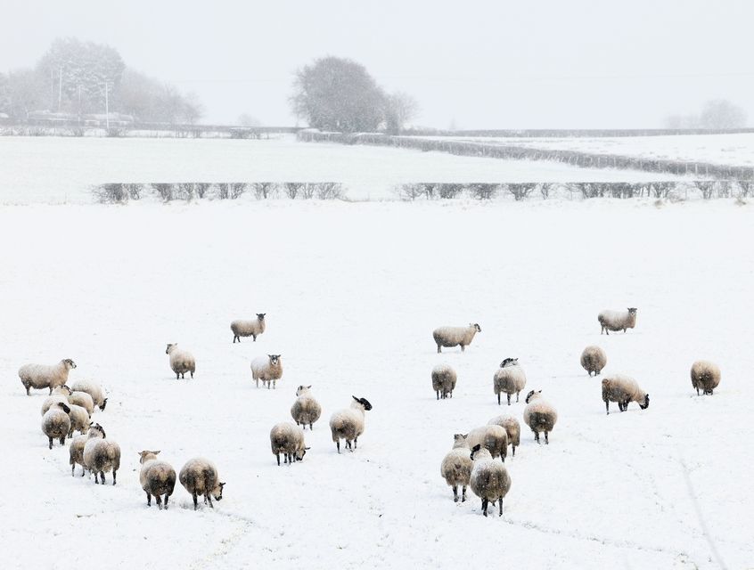 Sheep search for grass beneath the snow in a field near Antrim in Co Antrim