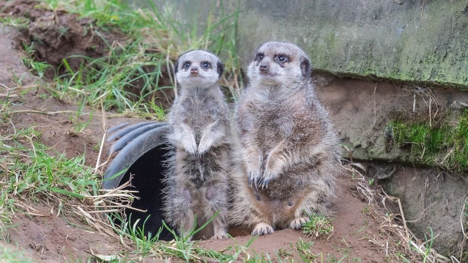 The meerkats in Belfast Photo: Alan Campbell Photography