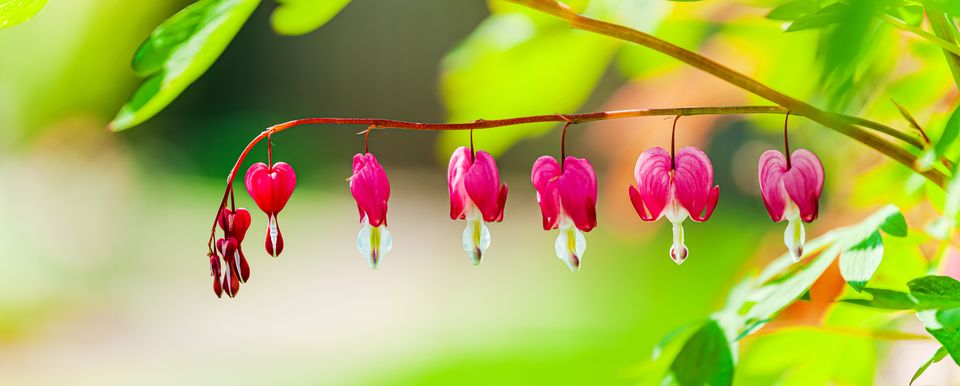 Fuchsia ‘Army Nurse’