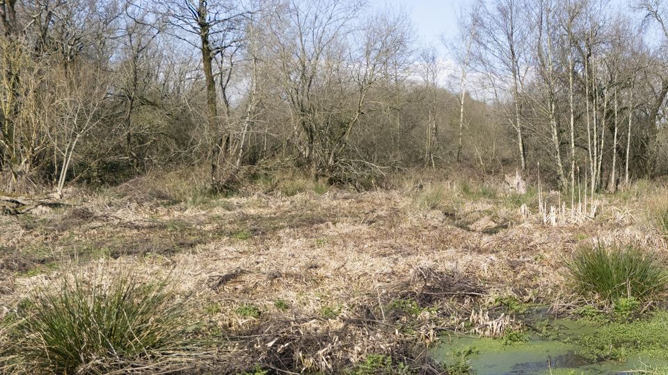 A general view of the beaver wetlands area near Cullompton, Devon (Ben Birchall/PA)