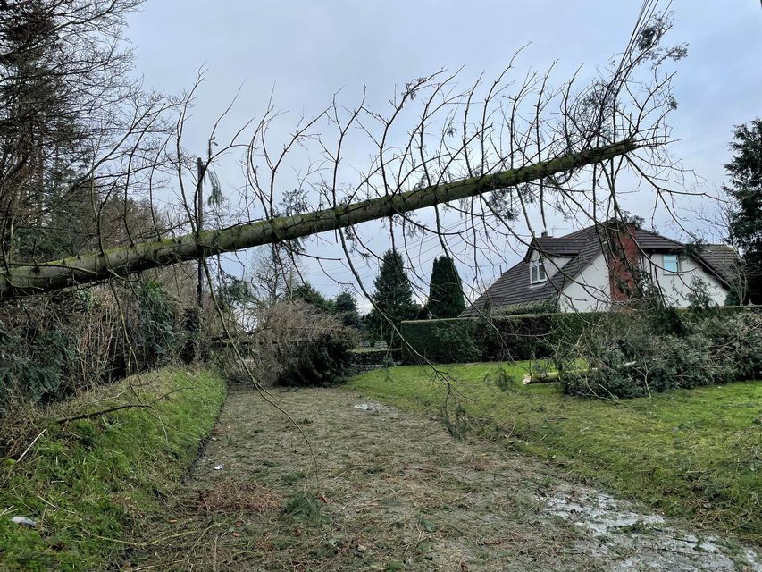 A fallen tree blocking the Eglantine Road near Hillsborough, Co Down (Jonathan McCambridge/PA)