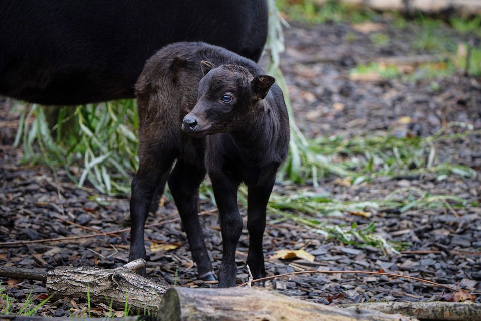 Kasimbar checks her surroundings at Chester Zoo (Chester Zoo/PA)