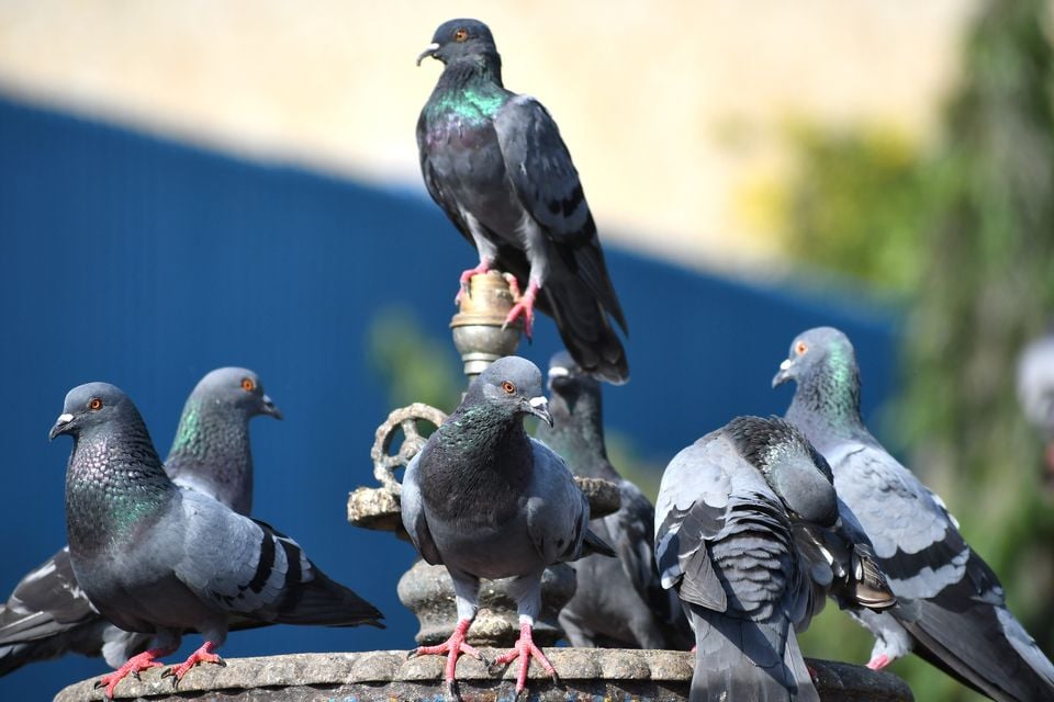 Creating a flap: Conway Square has been overrun by pigeons (Credit: Guru Saran/Getty Images)