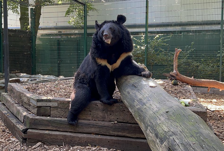 Yampil the Asiatic black bear was one of 200 abandoned animals to be rescued from a village in Ukraine and was rehomed at Five Sisters Zoo in West Calder, West Lothian (Natuurhulpcentrum/PA)