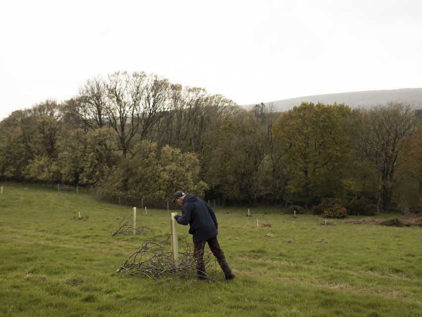 Farmers are working with the National Trust to create hundreds of acres of wood pasture (James Back/National Trust/PA)