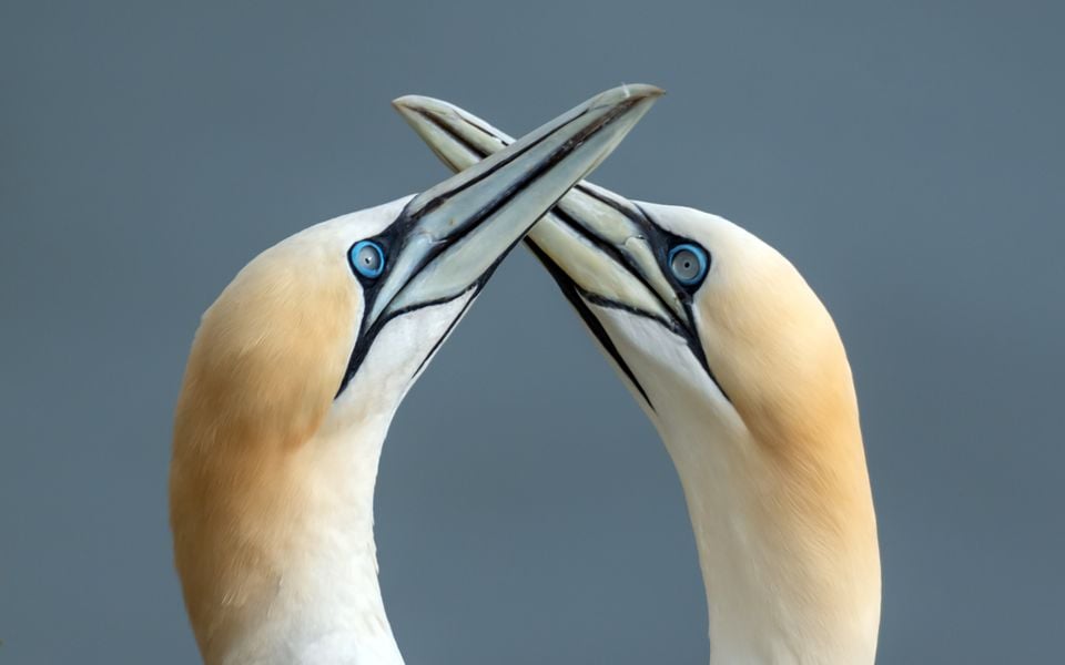 Concerns have been raised for wildlife, including gannets (Danny Lawson/PA)