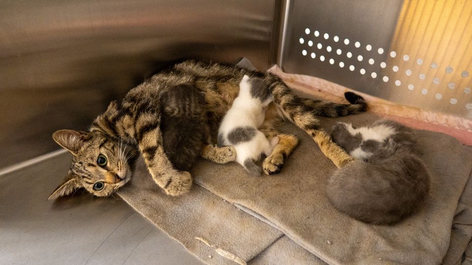 Animal welfare charity the USPCA has said it is experiencing a kitten crisis, caring for record numbers of cats and kittens in Northern Ireland (USPCA/PA)