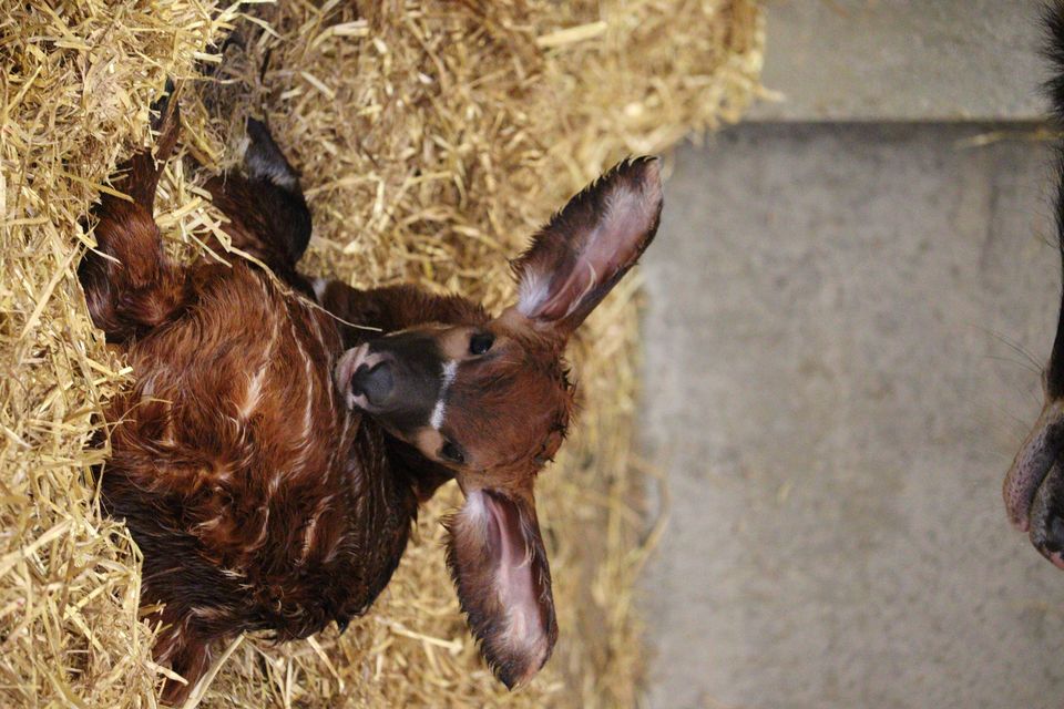 The birth marked the first bongo calf born at the park in over 10 years (Woburn Safari Park/PA)