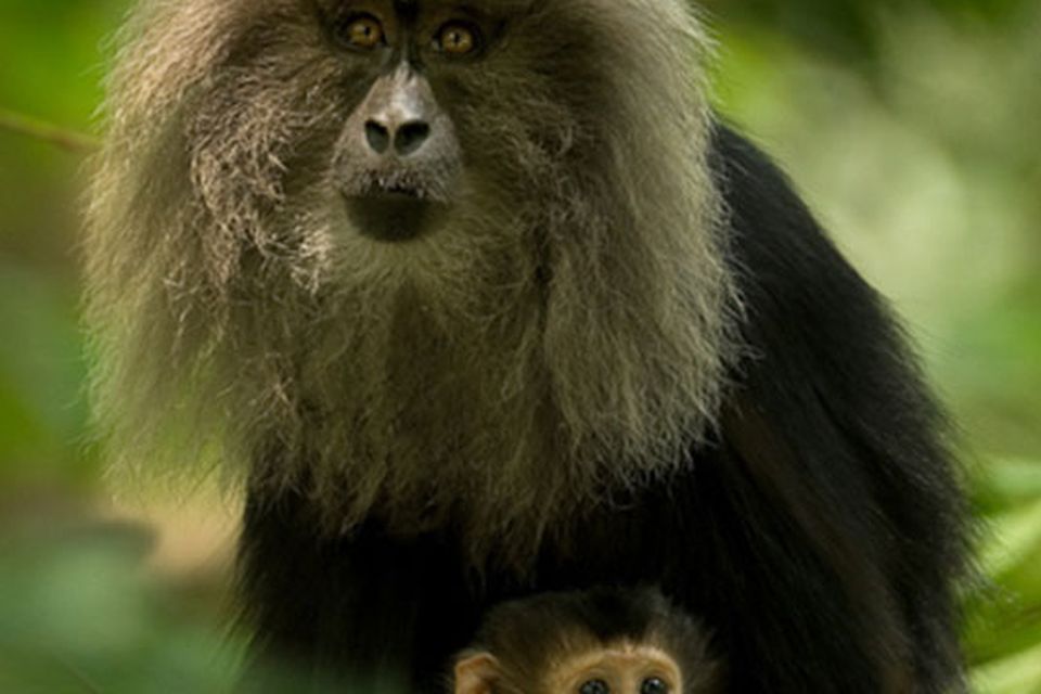 New World monkey - Wikipedia