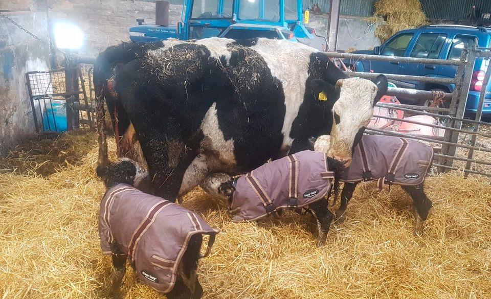 The triplets taking their turn to feed