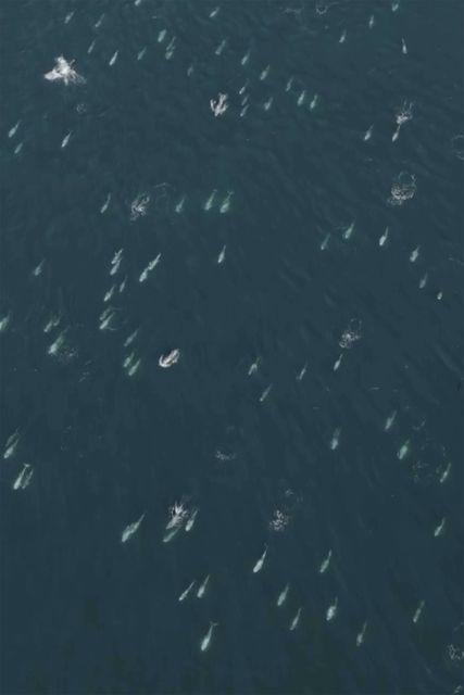 A cluster of dolphins across Carmel Bay on the central coast of California (Evan Brodsky/Monterey Bay Whale Watch via AP)