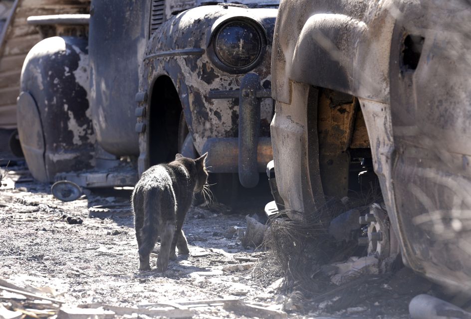 A cat wanders amid cars destroyed by the Eaton Fire in Altadena (Chris Pizzello/AP)