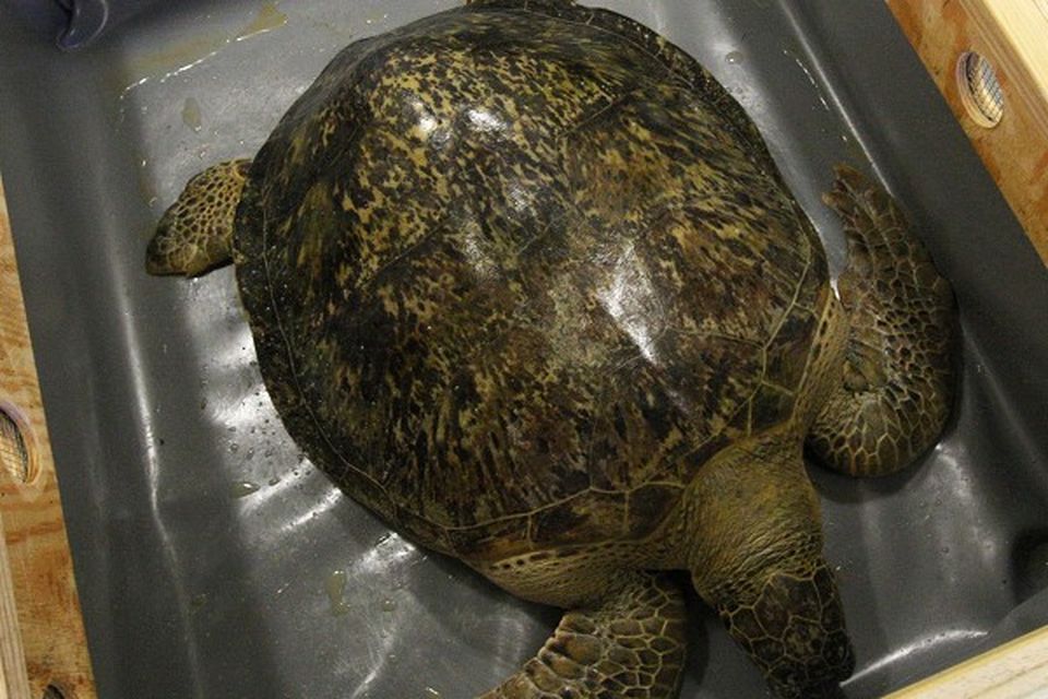 299 turtles die at breeding farm 