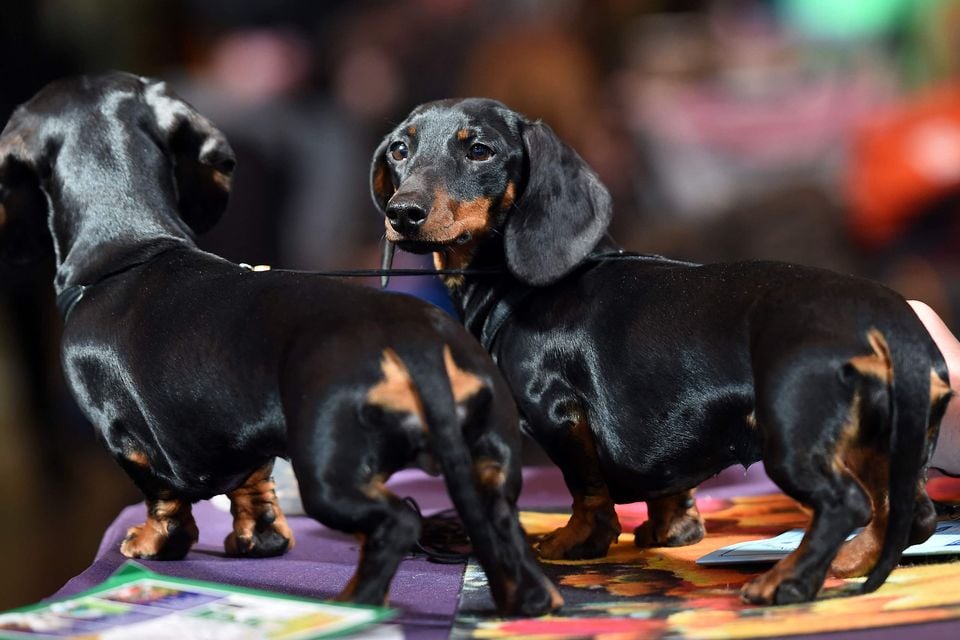 Dachshunds north east sales uk