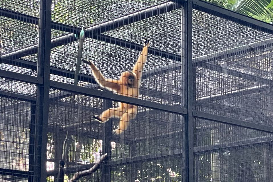 A buff-cheeked gibbon swings in its cage at Hong Kong’s Zoological and Botanical Gardens (AP)