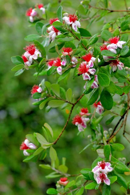 Feijoa sellowiana