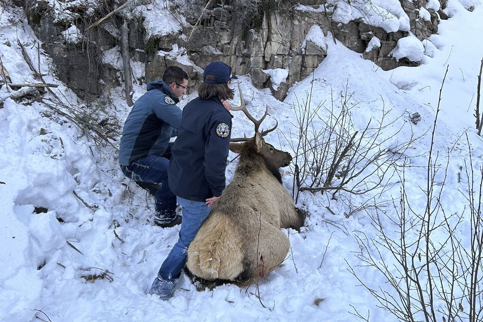 The animal was successfully retrieved from a tight spot (Colorado Parks and Wildlife via AP)