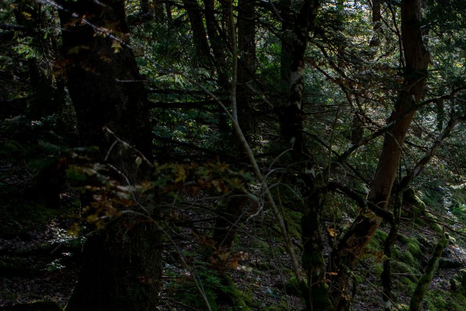 Temperate rainforest on the Morvern peninsula in Scotland is under threat from climate change and invasive species (HEIF/European Nature Trust/Gethin Chamberlain/PA)