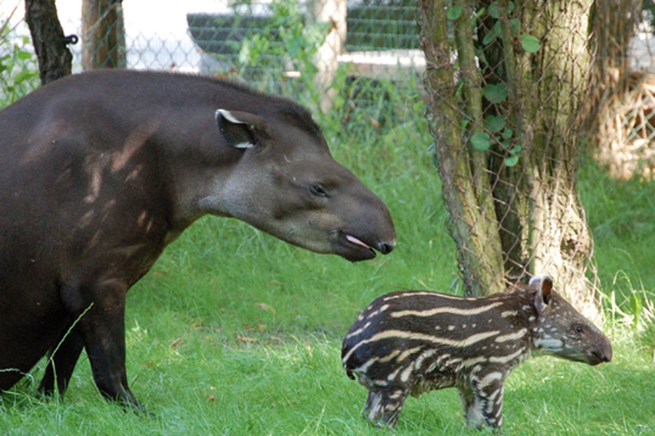 baby tapir tongue