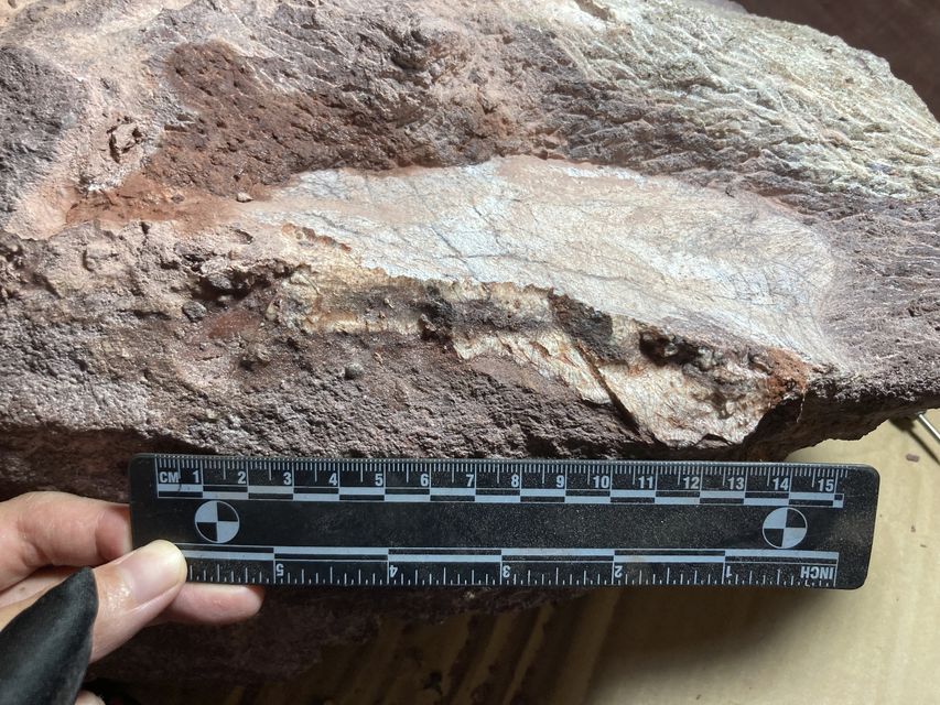 An expert from the Institute of Vertebrate Paleontology and Paleoanthropology cleans and prepares the rock (Antiquities and Monuments Office/AP)