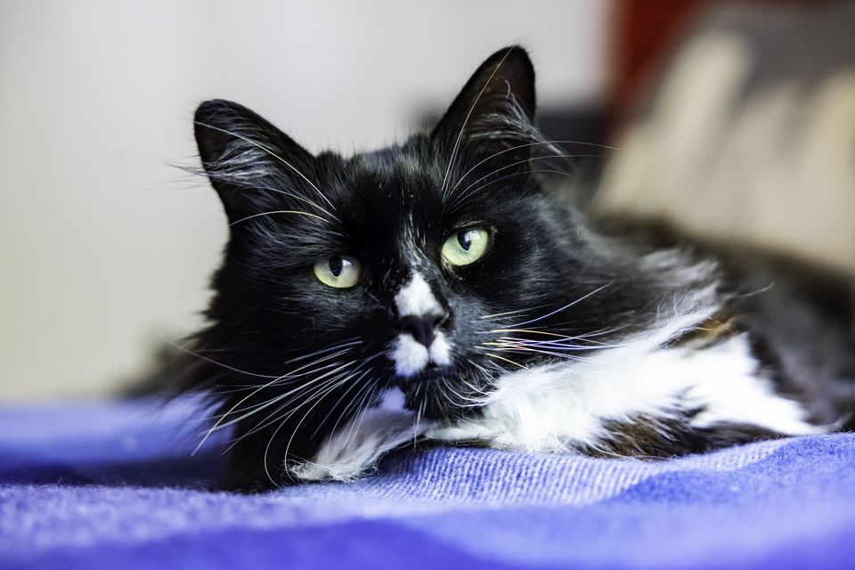 Marley, a seven-year-old cat, was named Cats Protection’s National Cat of the Year 2024. The black-and-white moggy has been described as having the ‘gift of empathy’ and lives at a safe house for women who have been enslaved, exploited and trafficked. Volunteers said that often, Marley placing a gentle paw on guests’ legs is the first kindness they’ve experienced in years (Ciaran McCrickard/PA)