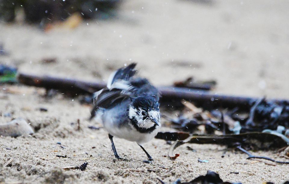 A wagtail on Whitmore Bay Beach, Barry Island, in the Vale of Glamorgan (Ben Birchall/PA)