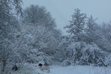 thumbnail: A snowy morning walk in Knockbracken. Pic: Lindsay Abraham