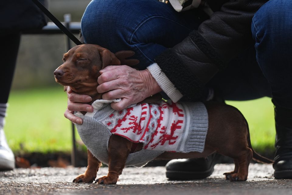 Some sausage dogs wore Christmas jumpers for the annual Hyde Park Walk (Aaron Chown/PA)