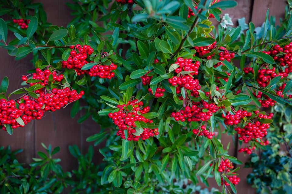 Cotoneaster 