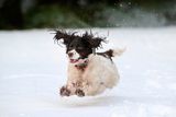 thumbnail: Springer Spaniel Finn enjoys the snow during Storm Eunice in Portstewart in February 2022. Photo by Charles McQuillan/Getty Images