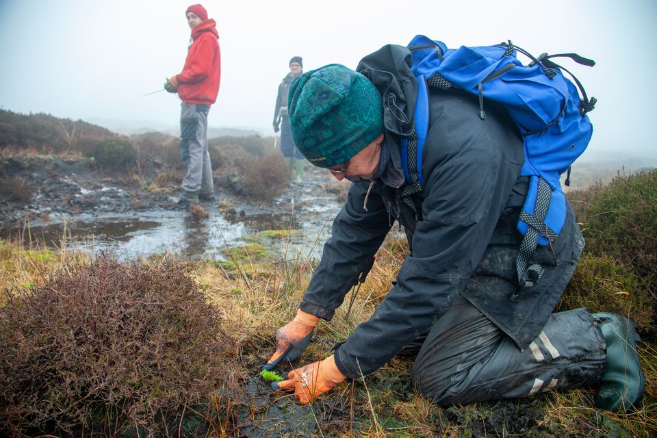 Conservationists plant Sphagnum on Marsden Moor (National Trust/Victoria Holland/PA)