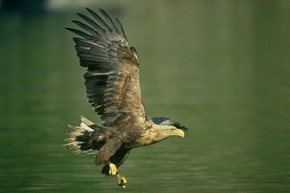 RSPB flooded with reports of birds of prey being killed