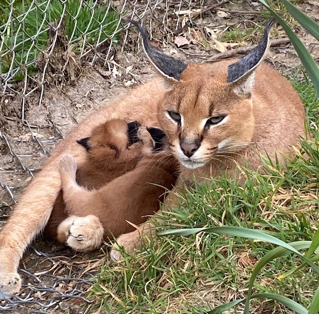 African wild cat store caracal