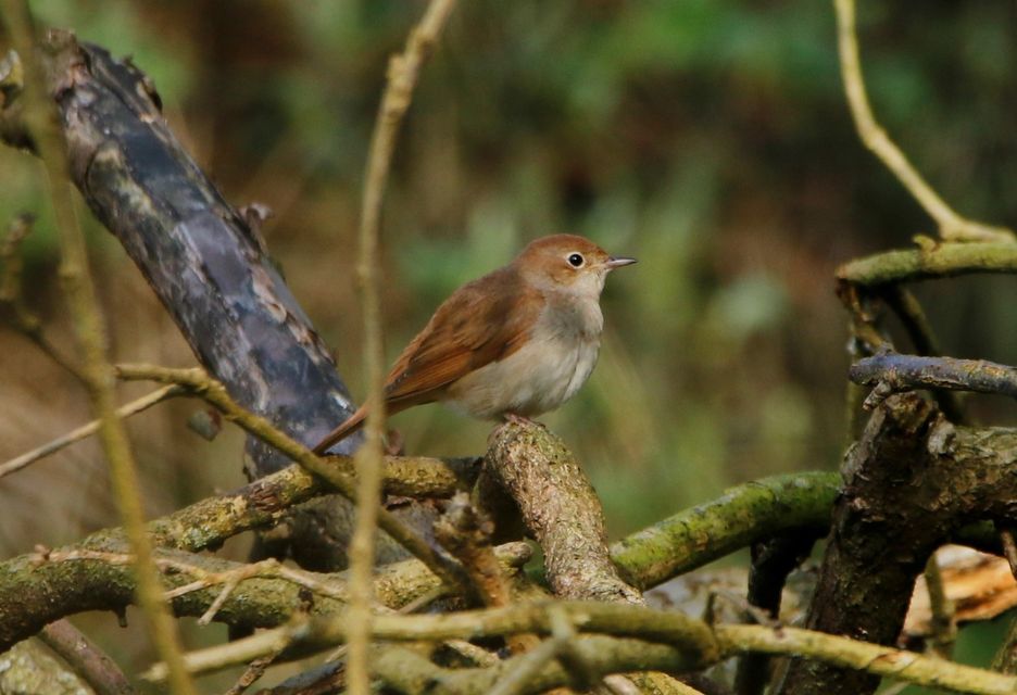 Nightingales are one of the rare species that benefit from wood pasture habitat (National Trust/Jonathan Plews/PA)