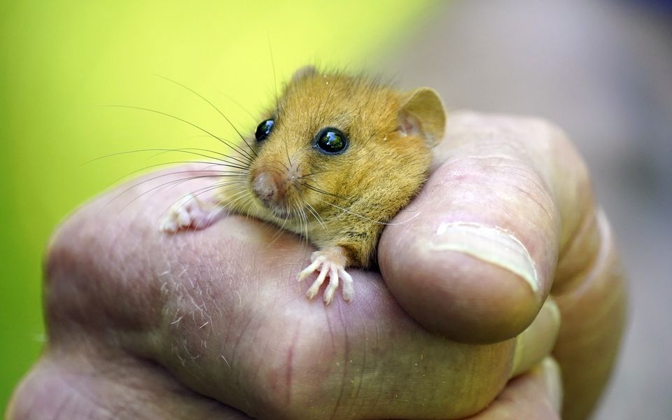 Hazel dormice reintroduction scheme reaches milestone of 1,000 animals ...