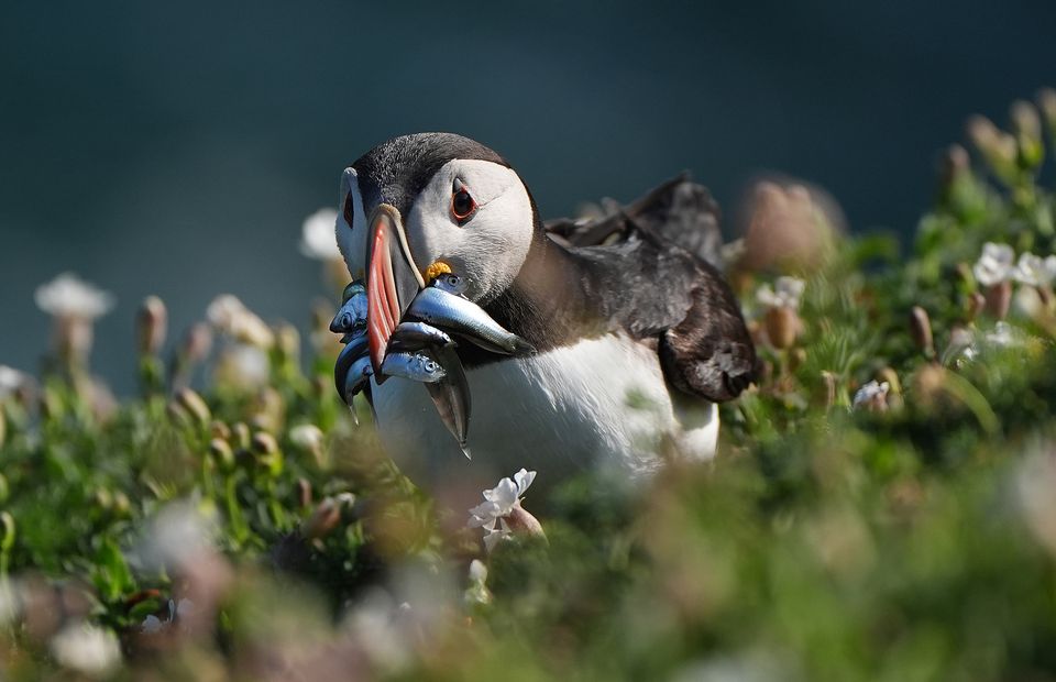 It is believed the number of puffins on the Saltee Islands has begun to rise again (Niall Carson/PA)