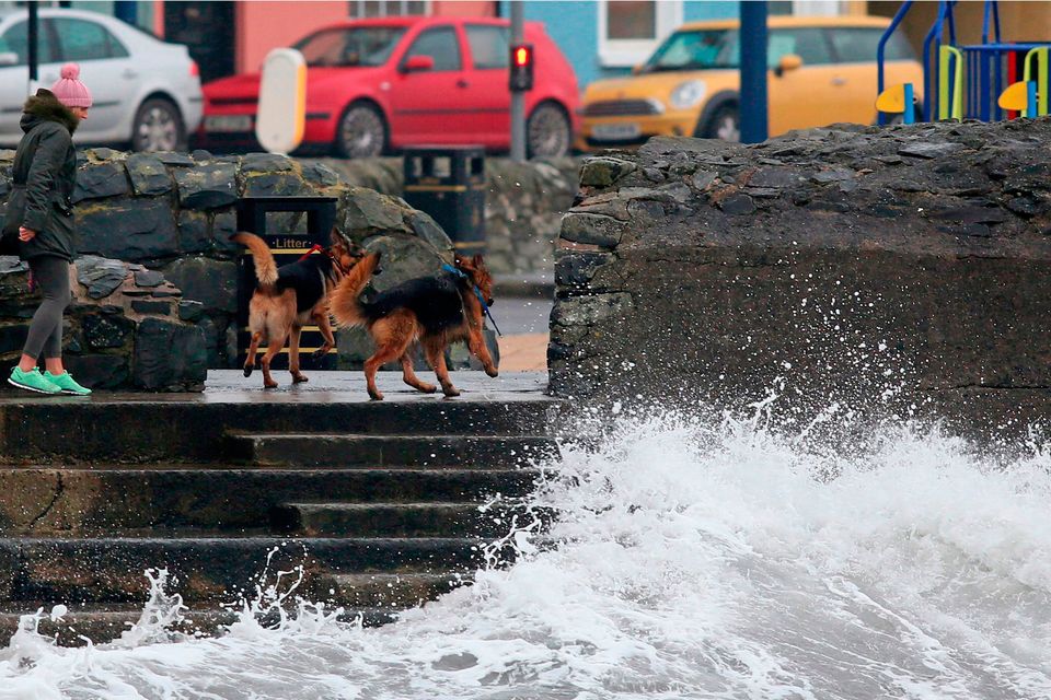 A woman and her two Alsatians in Donaghadee