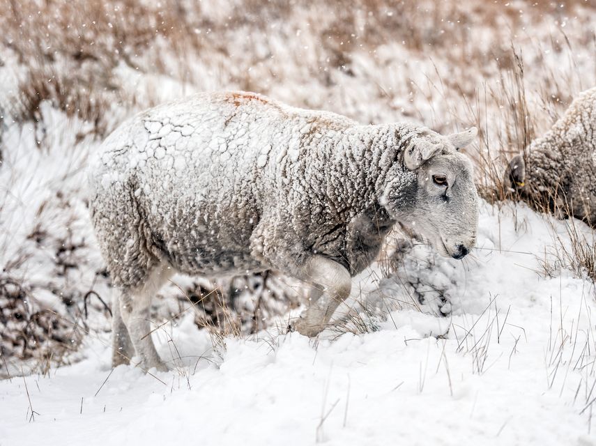 A sheep in snowy conditions near the village of Goathland in North York Moors National Park (Danny Lawson/PA)