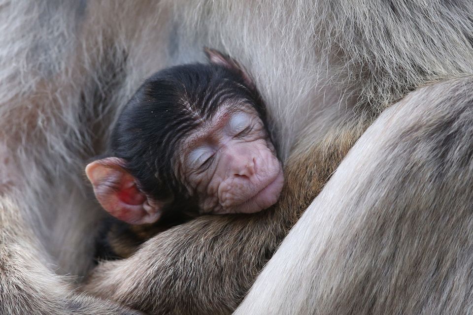 Lots of monkeying around at safari park after baby boom