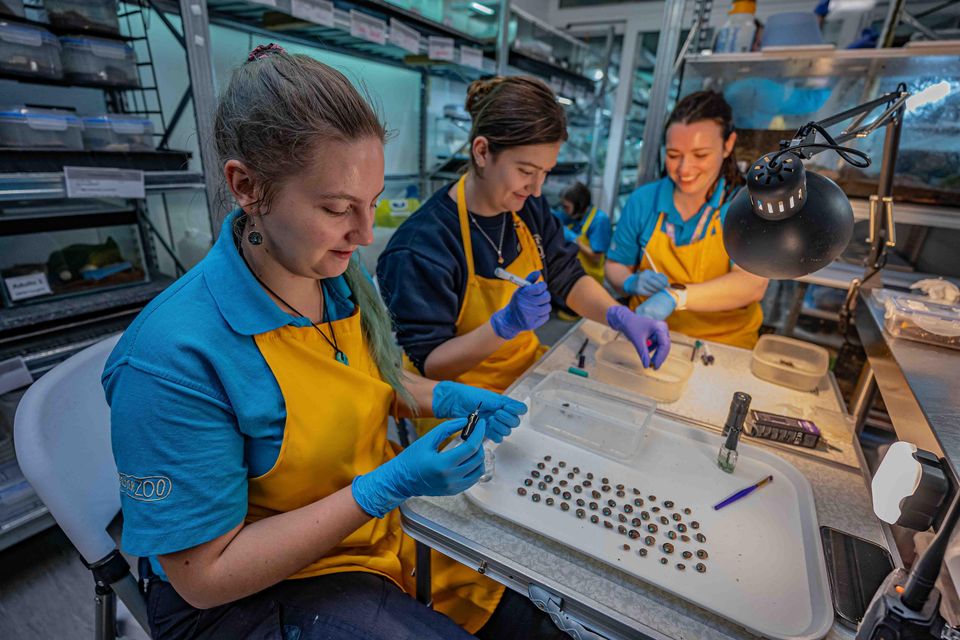 Conservationists spent months devising the perfect breeding conditions for the snails (Chester Zoo)