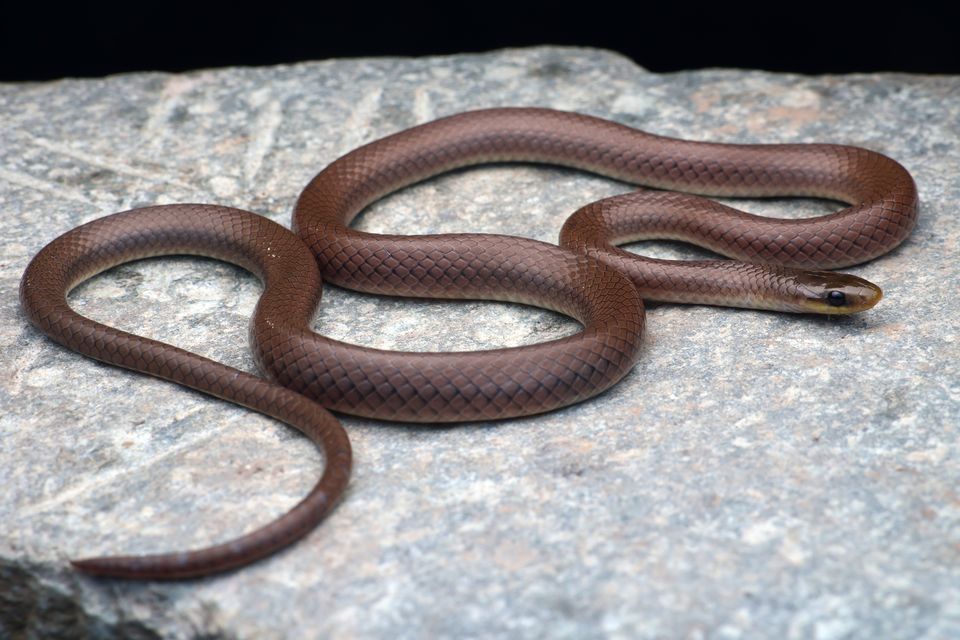 Anguiculus dicaprioi – a new species and genus of snake from the Indian Himalayas named after actor and environmentalist Leonardo DiCaprio (NHM/Virender K Bhardwaj)