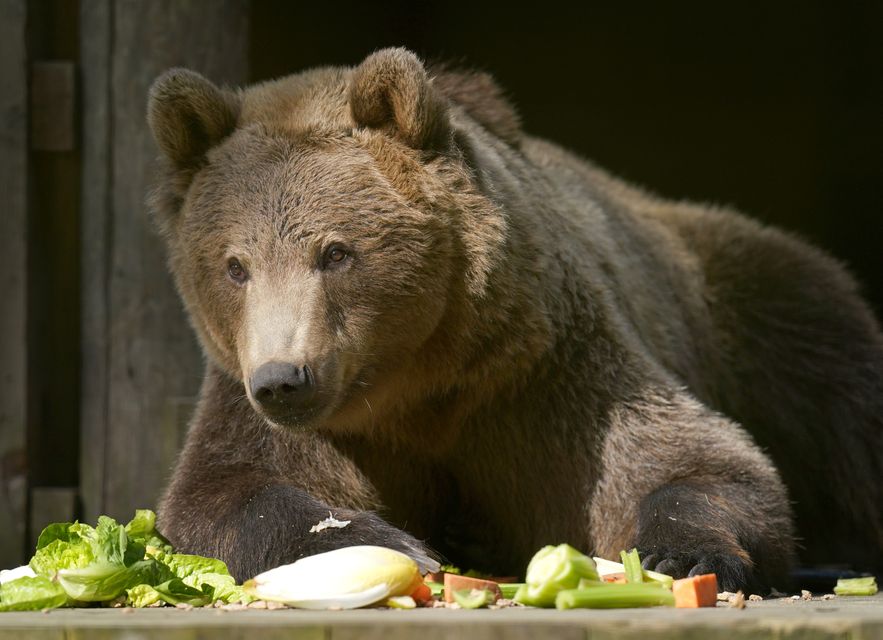 Boki has been suffering from seizures and related health issues (Gareth Fuller/PA)